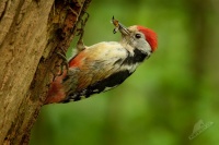 Strakapoud prostredni - Dendrocopos medius - Middle Spotted Woodpecker 3991